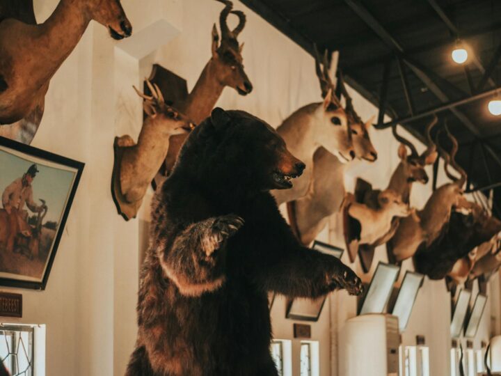 Muzeum Medycyny Thackray